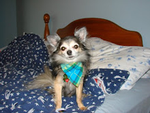 Butch the wonder dog!