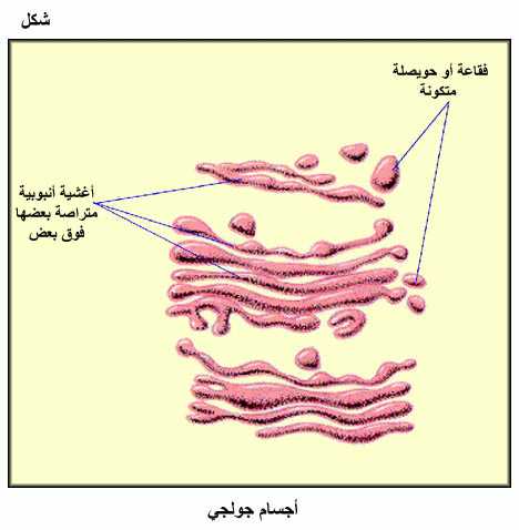 المعرفة