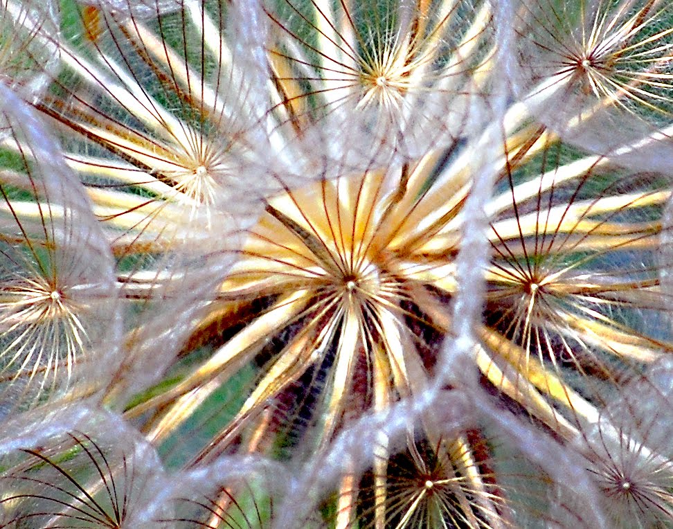 Shapes That Are Found In Nature