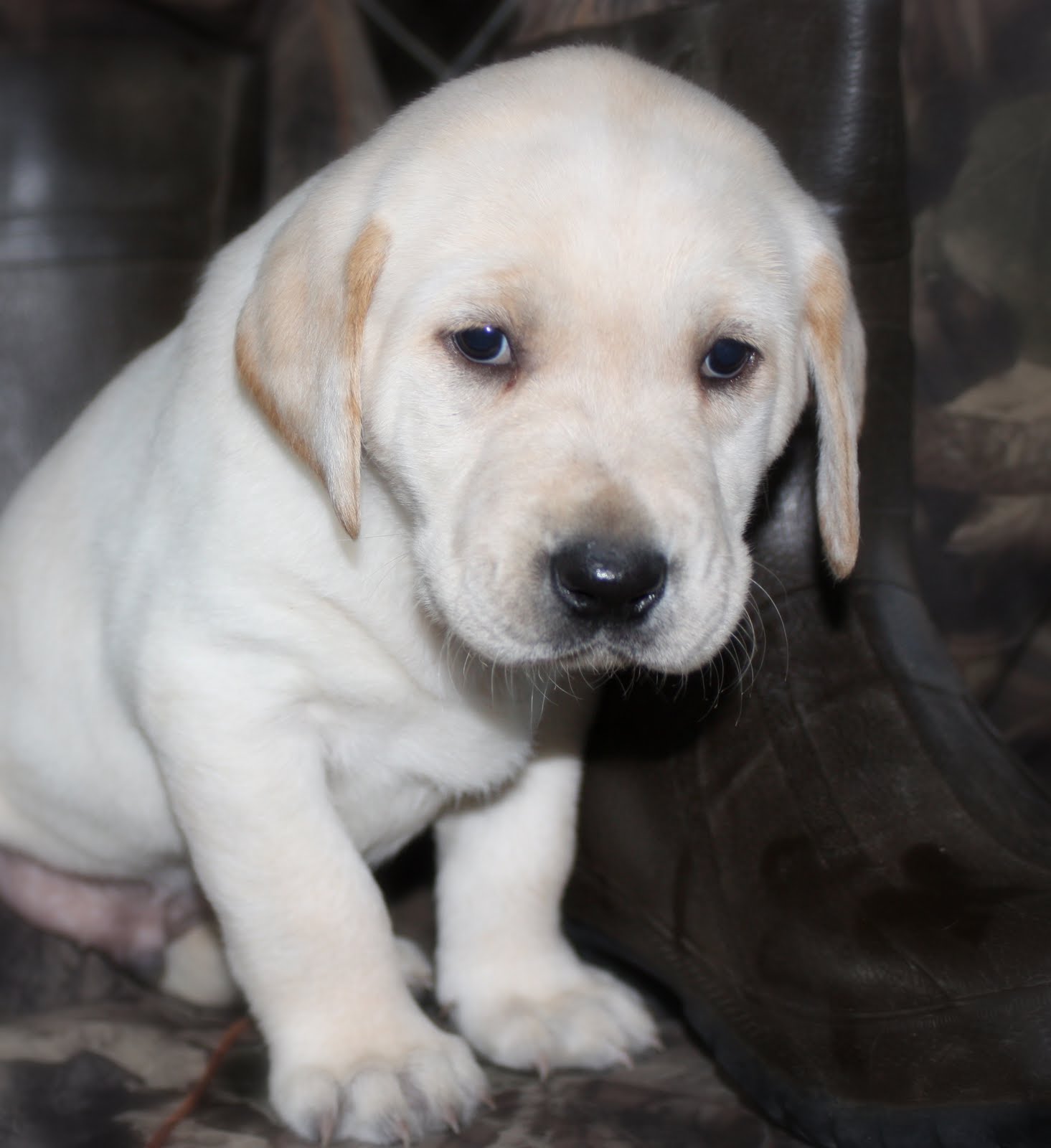 Thibodeaux Kennels Pure bred Labrador pups