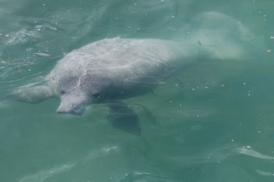 Lumpenprofessoriat Daniel The Manatee Lumpenprofessoriat Daniel The Manatee