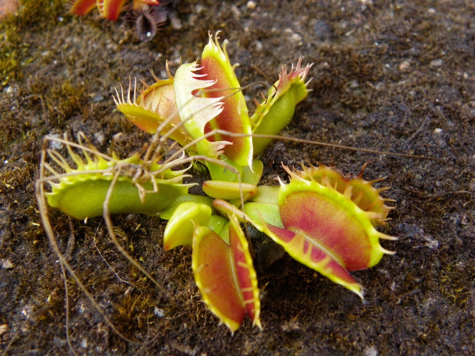 photos de mes plantes carnivores fused tooth