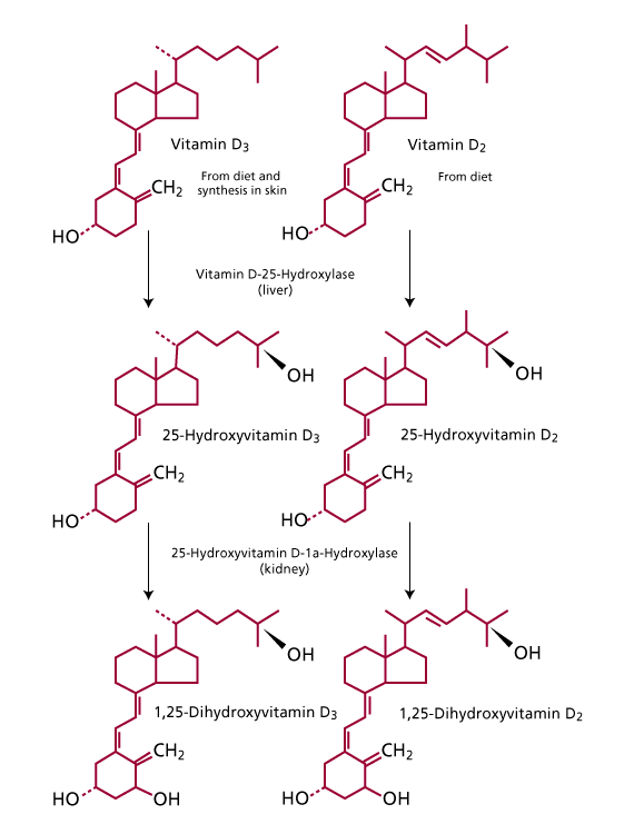 Биосинтез витаминов. Схема синтеза кальцитриола из витамина д3. Синтез витамина д3 из холестерина биохимия. Синтез витамина d3. Синтез витамина d3 биохимия.
