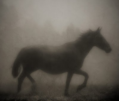 silhouette of horse in heavy fog