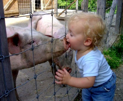 toddler kissing pig snout