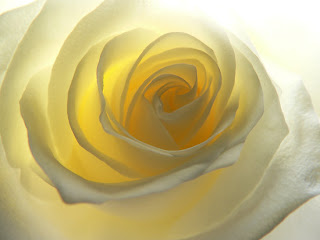 pale yellow rose close up