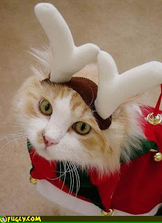  cat wearing reindeer antlers