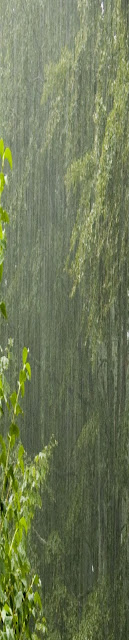 heavy rain falling in forest