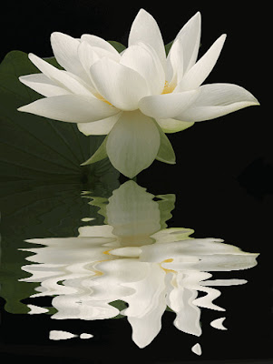 lotus and its reflection in still water