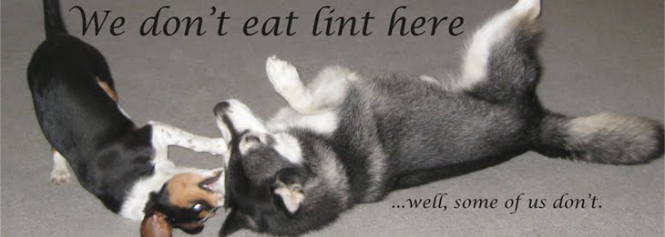 We Don't Eat Lint Here