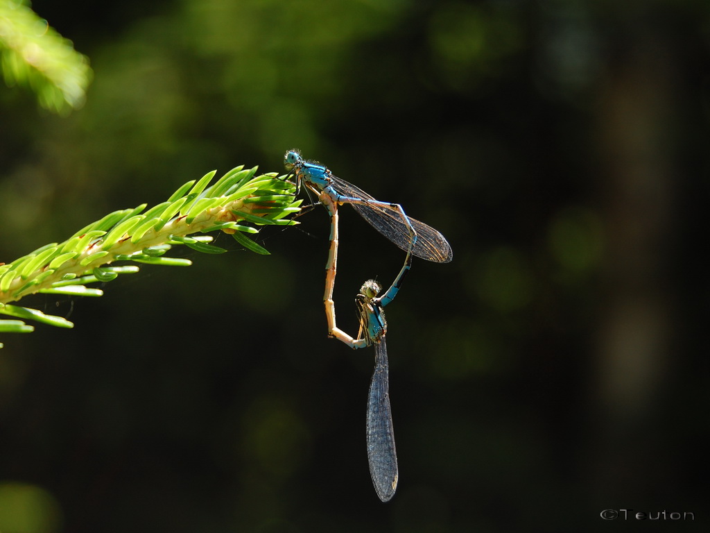 [dragonfly+mating.jpg]