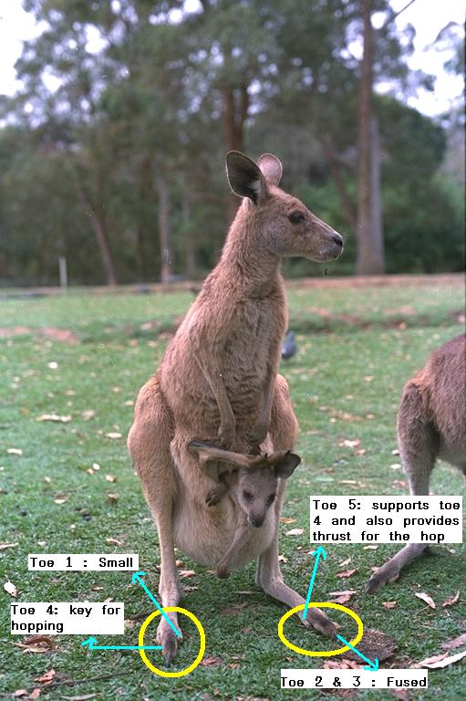 Share the Unknown Why do Kangaroos hop?
