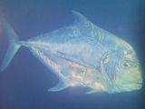[Pompano+African.jpg]