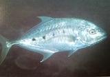 [Trevally+Gold-Spotted.jpg]
