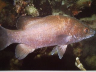 [Snook+Sand+Bass.jpg]