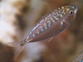 [Ponyfish+Toothpony.jpg]