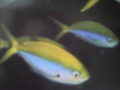 [Fusilier+Yellowback.jpg]