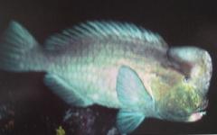 [Parrotfish+Bumphead.jpg]