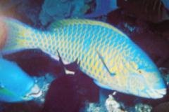 [Parrotfish+Blue-Barred.jpg]