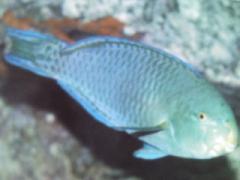 [Parrotfish+Greenlip.jpg]
