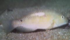 [Tuskfish+Singapore.jpg]