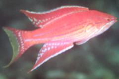 [Flasher+Angular.jpg]