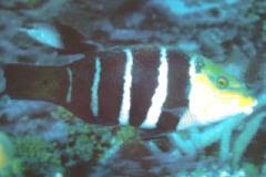 [Thicklip+Barred.jpg]