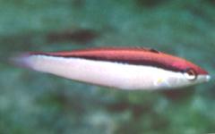 [Wrasse+Atavia.jpg]