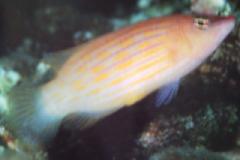 [Wrasse+Eightstripe.jpg]