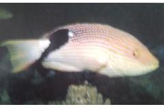 [Hogfish+Blackfin.jpg]