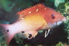 [Hogfish+Diana's.jpg]