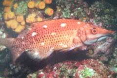 [Hogfish+Longnose.jpg]