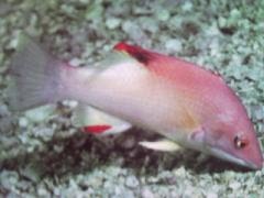 [Hogfish+Neill's.jpg]