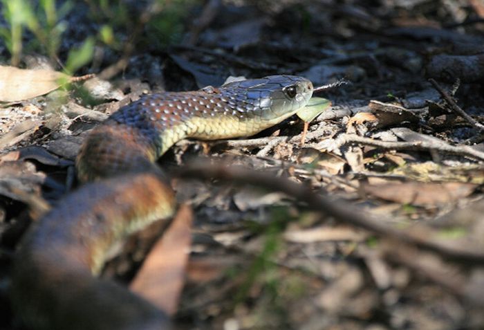 Про змей убийц. Змеи Австралии. 10 Самых опасных змей убийц.