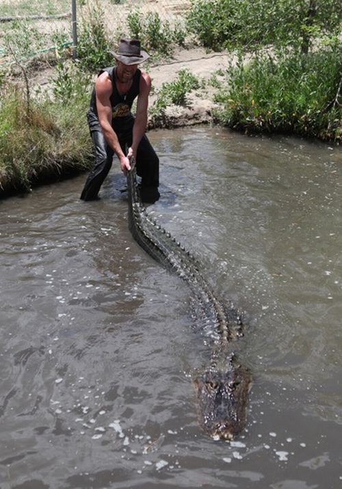 beautiful female alligator wrestler beautiful female alligator wrestler