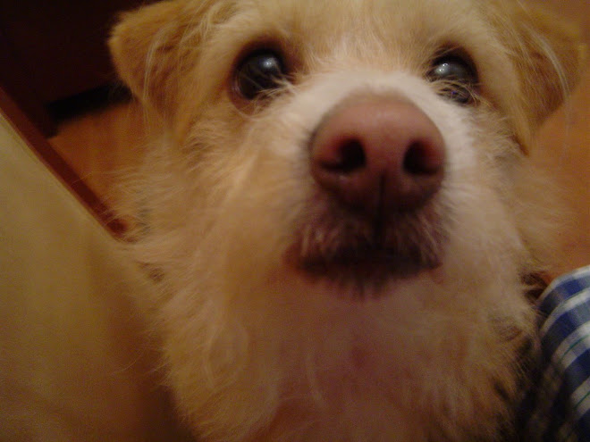 Cão Abandonado