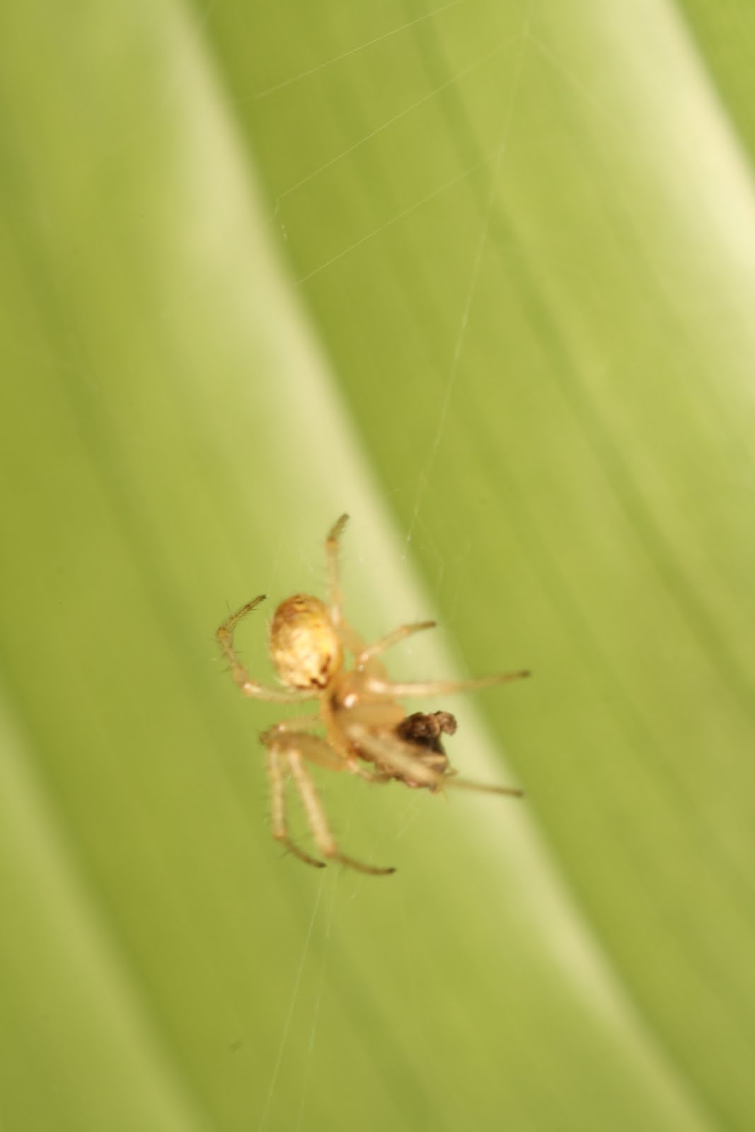 TriciaBarbie's Creatures World Light Brown Spider in Clearwater Sanctuary
