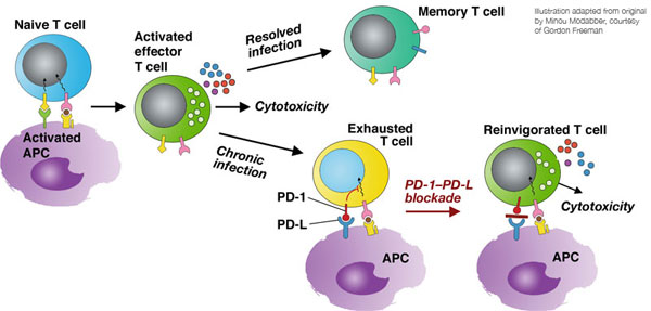 [Tcells.jpg]