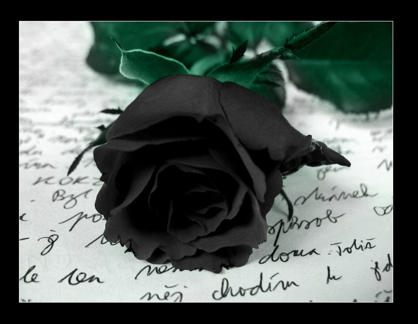 black+rose.jpg