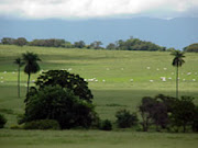 hato el Cristero