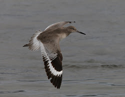 birds gibbins gulls chris willet tried ages species flight could