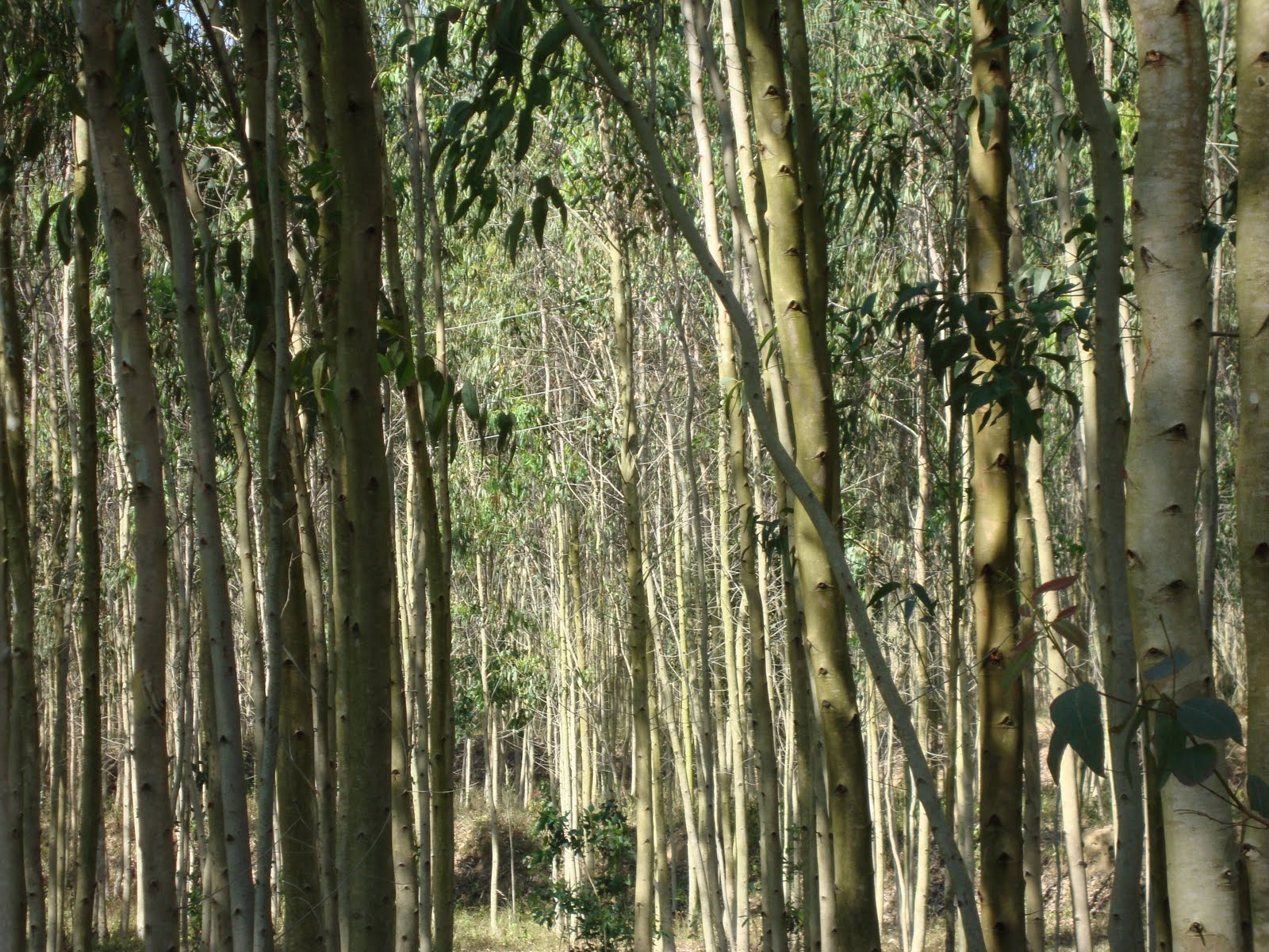 [DSC00682.JPG]
