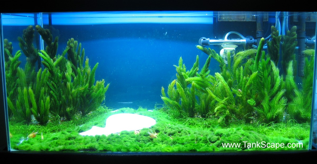 tech tank low planted aquarium carpet plants golf mole course vidalondon