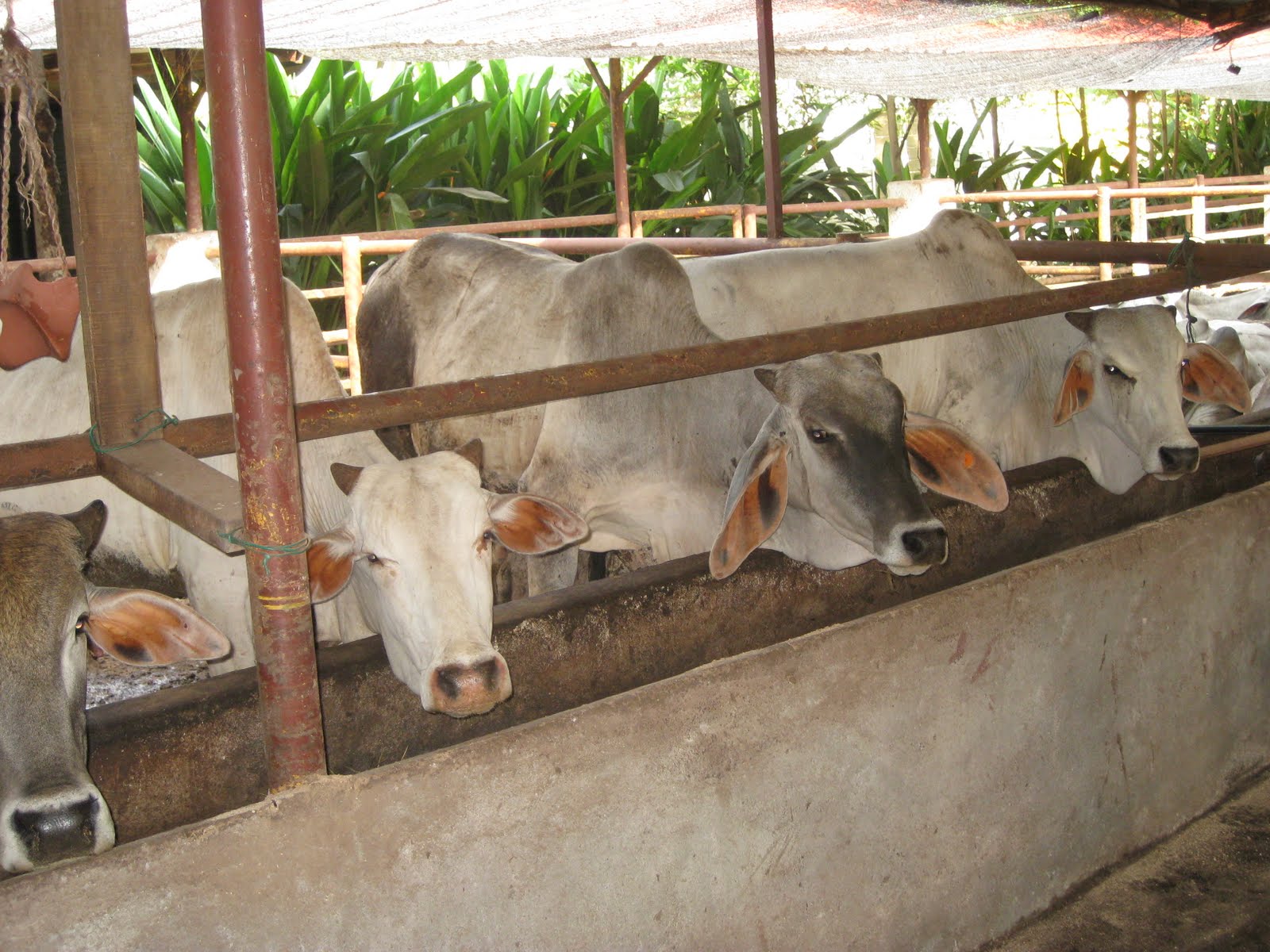 KONSORTIUM WAWASAN GRADUAN (KWG): KURSUS KEUSAHAWANAN TERNAKAN LEMBU ...