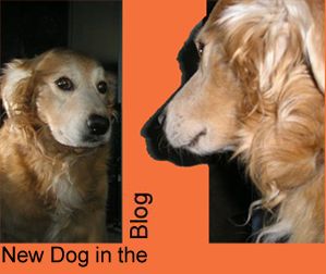 New dog in the blog