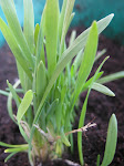 Oats sproutin