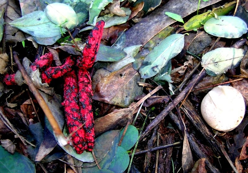 Mi Bálsamo de Fierabrás