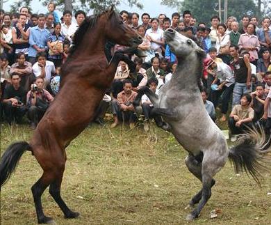[horsefighting.jpg]