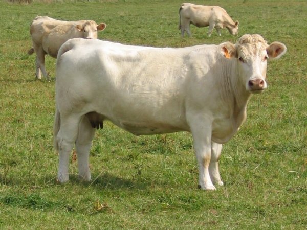 [vache.jpg]