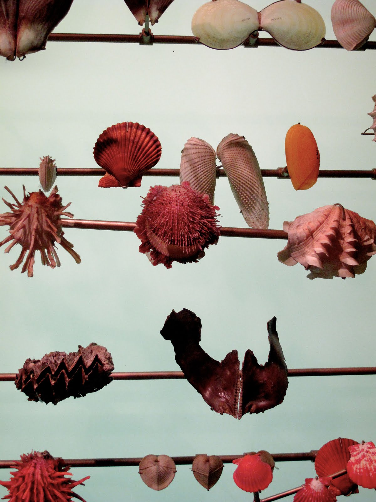 [shells1]